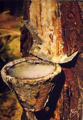 POSTAL 56381: Forêt Landaise Le Pot de resine