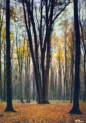 POSTAL 56383: Notre Belle France Sous-bois d automme