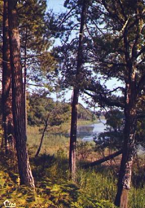 POSTAL 56384: Paysage Landais Un aperçu du lac a travers les pins