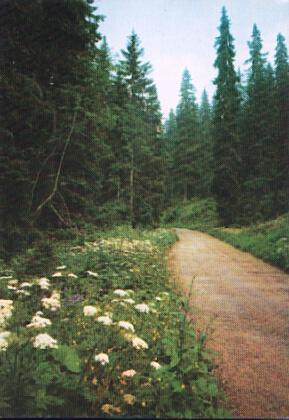POSTAL 56449: La route fleurie