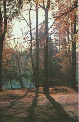 POSTAL 56451: Bosque otoñal