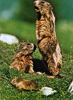 POSTAL 56452: Marmota