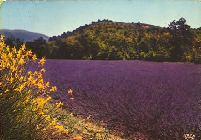 POSTAL 56516: Bouquet de genets dans un camp de lavande Provence