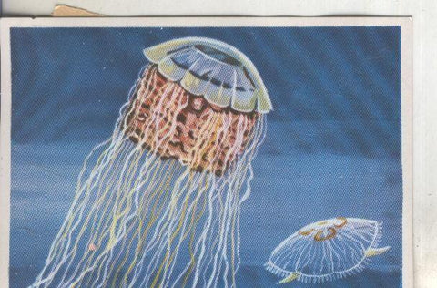 Cromos: Historia Natural numero 218