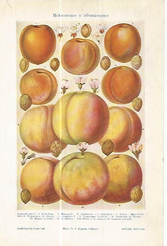 LAMINA ESPASA 17756: Melocotones y albaricoques