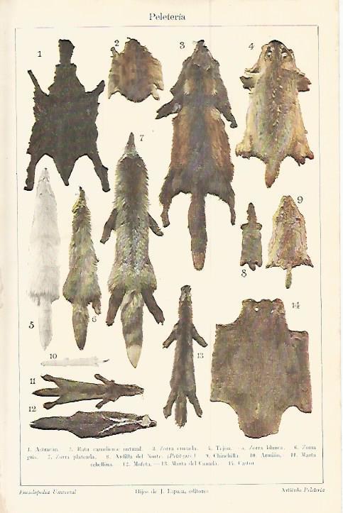 LAMINA ESPASA 17933: Peleteria