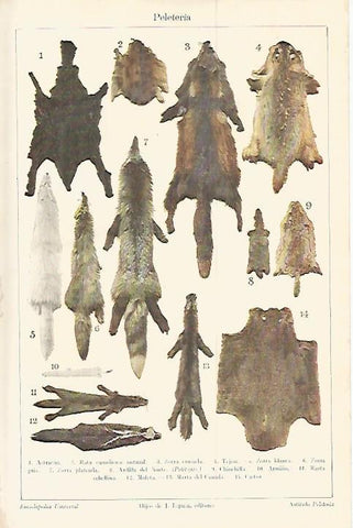 LAMINA ESPASA 17933: Peleteria