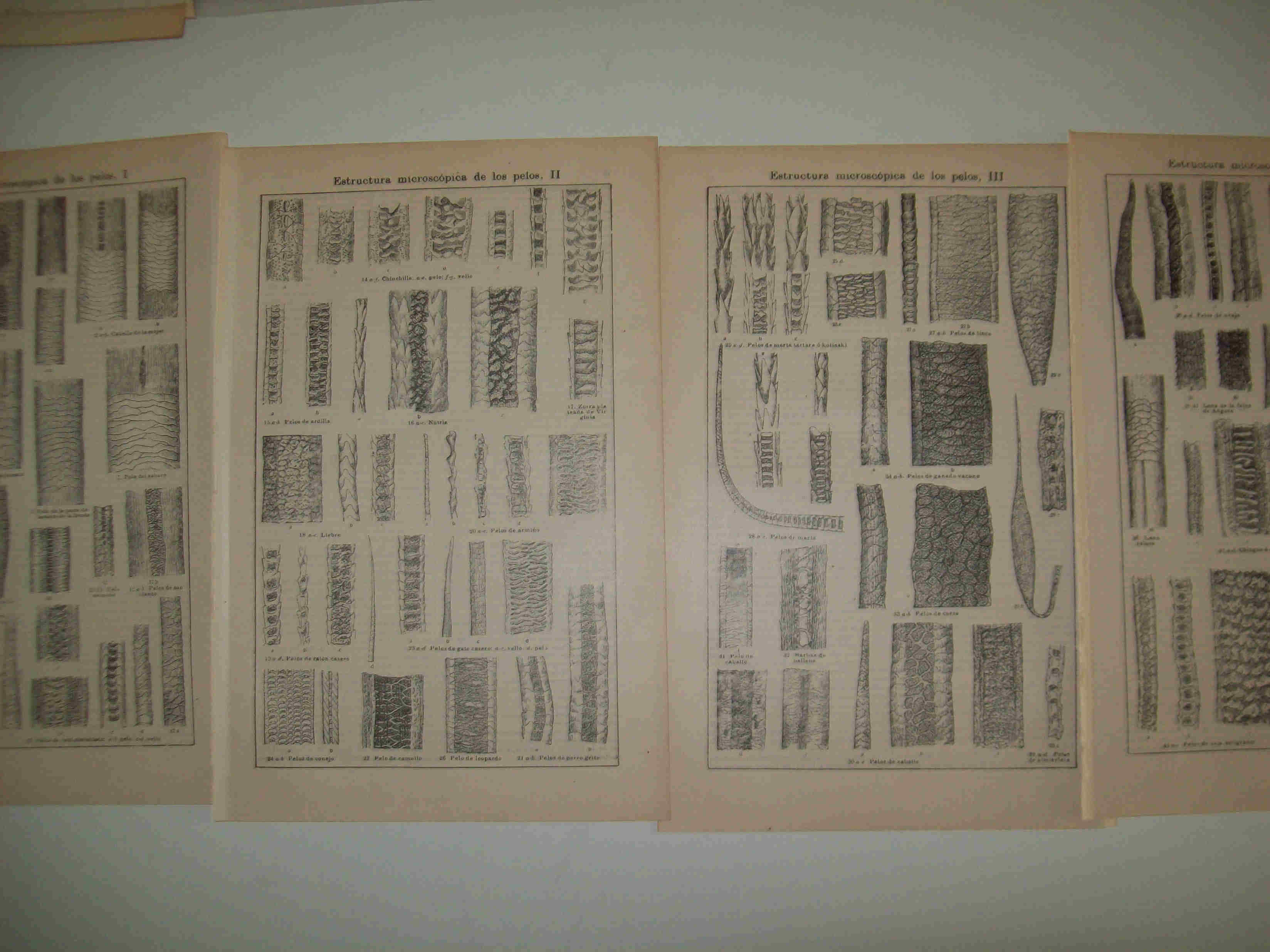 LAMINA ESPASA 17937: Estructura de los pelos