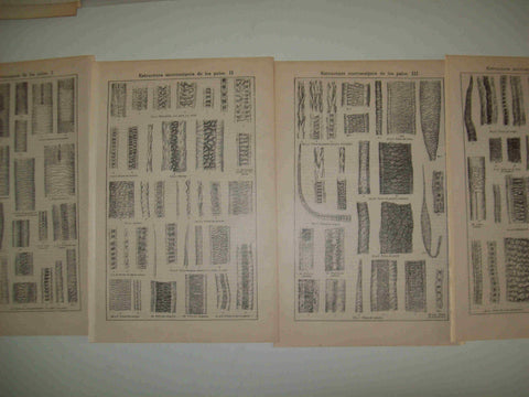 LAMINA ESPASA 17937: Estructura de los pelos