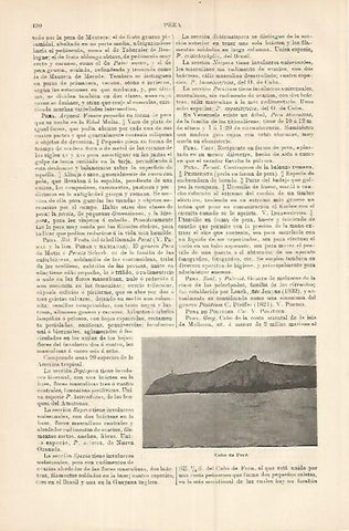 LAMINA ESPASA 17974: Cabo de Pera