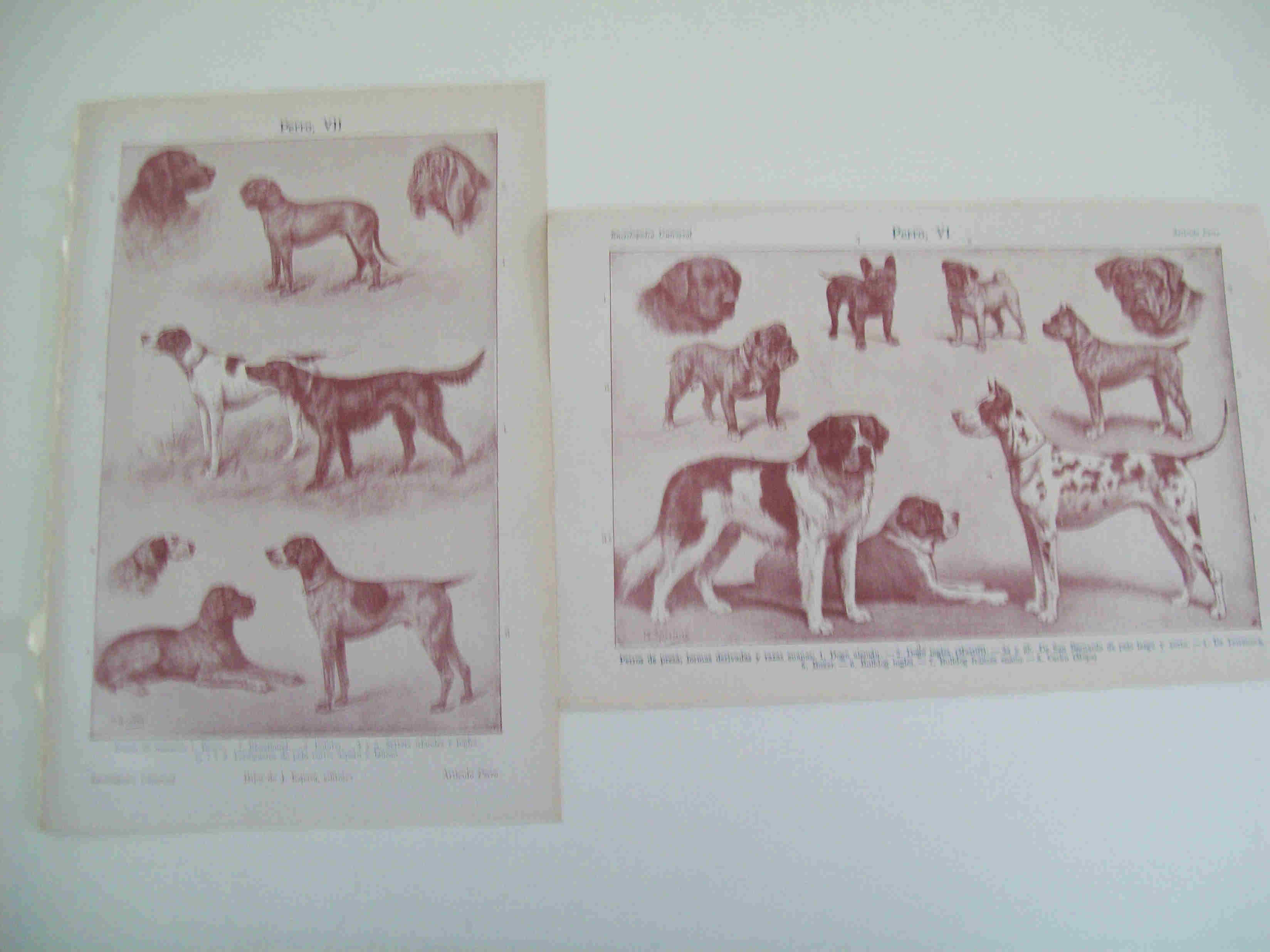 LAMINA ESPASA 18035: Razas de perros