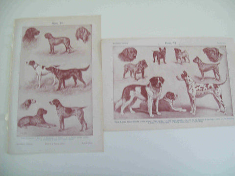 LAMINA ESPASA 18035: Razas de perros