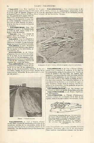 LAMINA ESPASA 18120: Pozos de petroleo en Talara