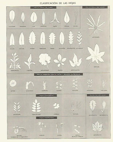 LAMINA LAROUSSE 70120: Clasificacion de las hojas