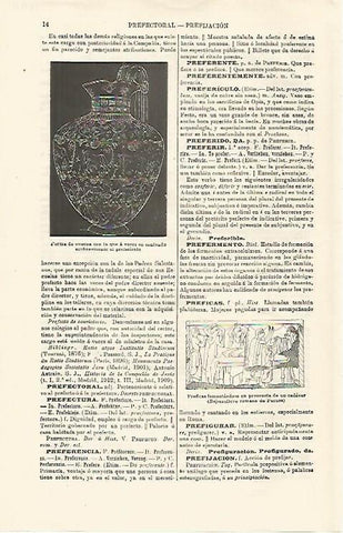 LAMINA ESPASA 16710: Prefericulo 