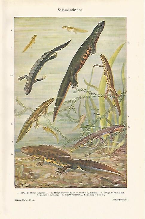 LAMINA ESPASA 18162: Salamandrinos