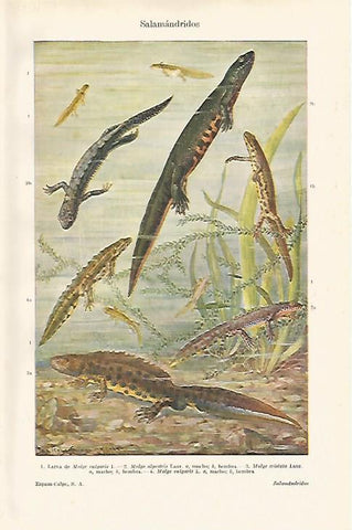 LAMINA ESPASA 18162: Salamandrinos