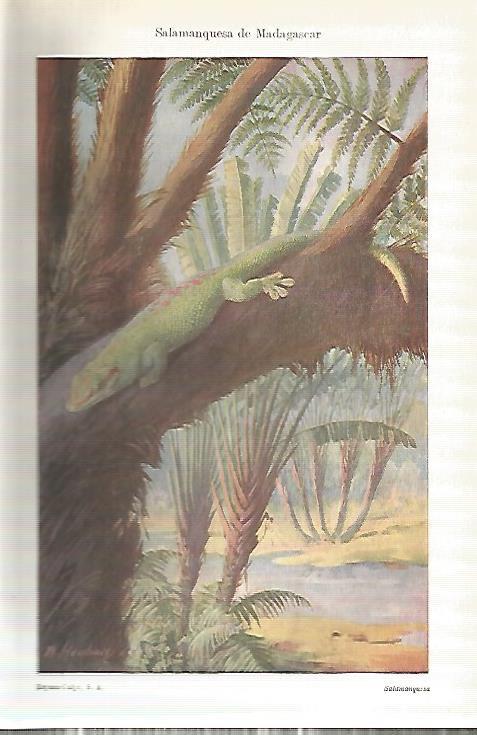 LAMINA ESPASA 18163: Salamanquesa de Madagascar