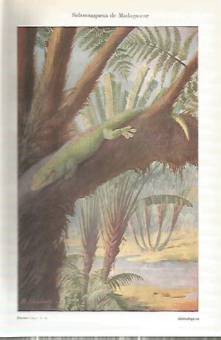 LAMINA ESPASA 18163: Salamanquesa de Madagascar