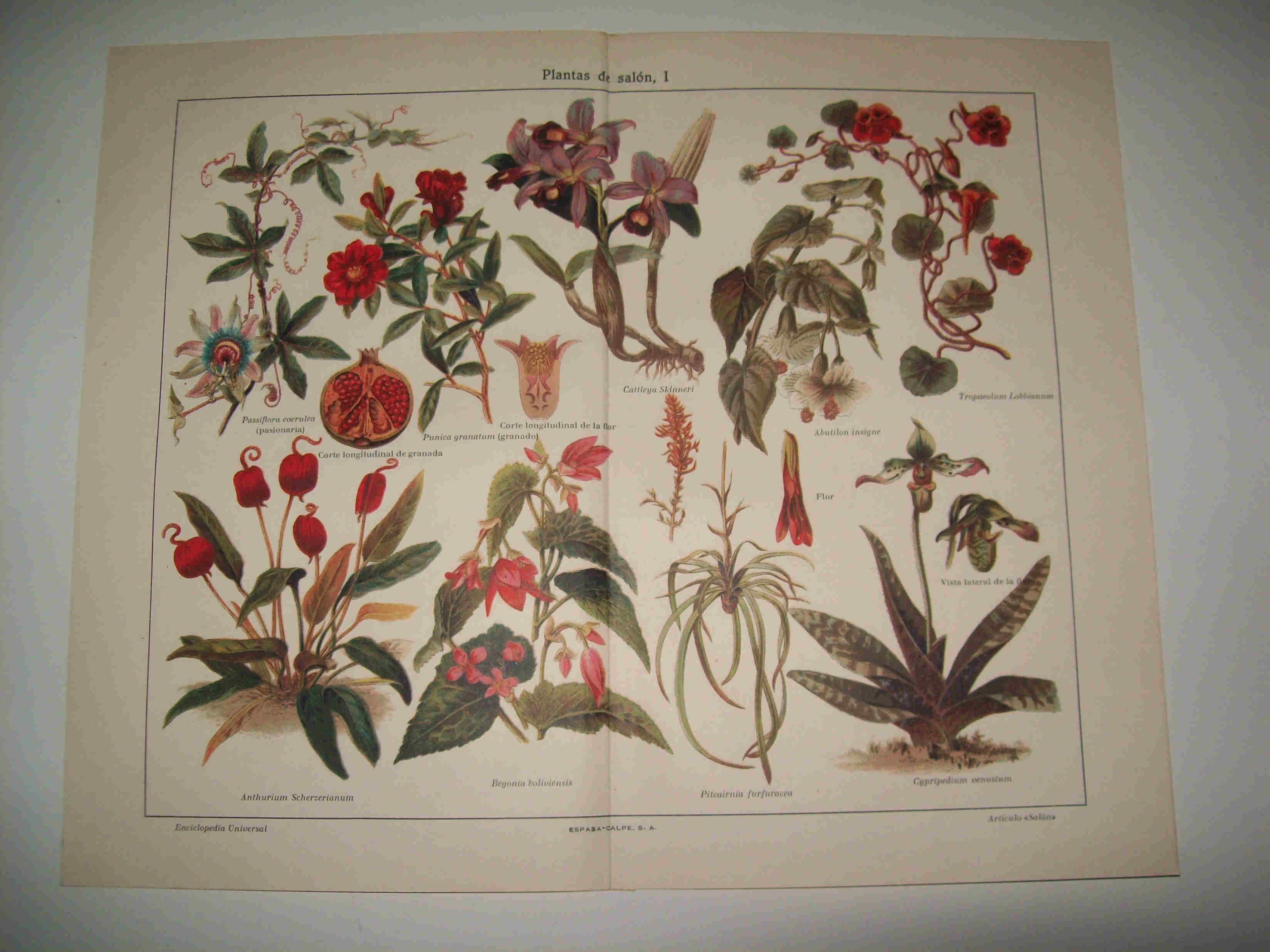 LAMINA ESPASA 18196: Plantas de Salon