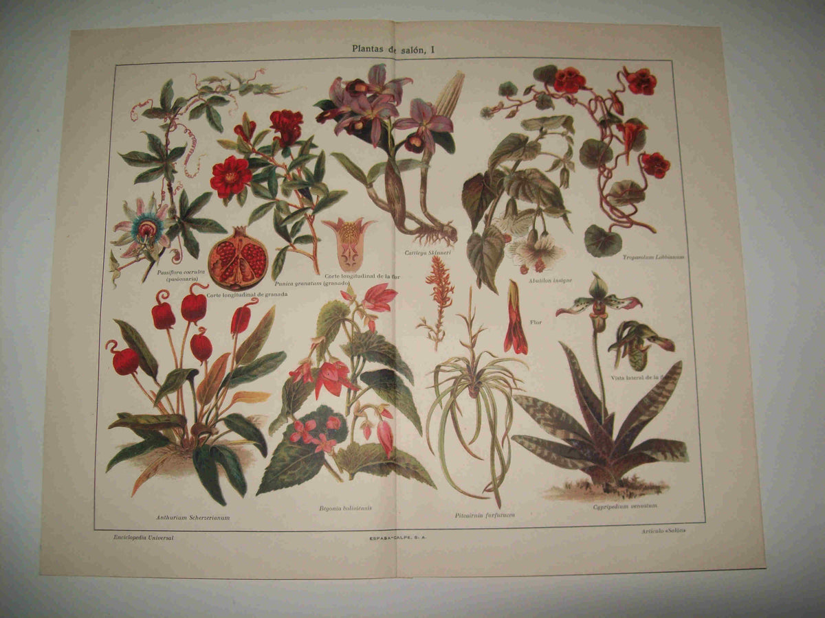 LAMINA ESPASA 18196: Plantas de Salon