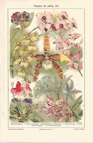 LAMINA ESPASA 18198: Plantas de interior