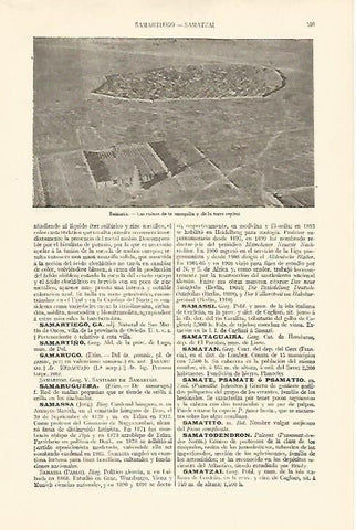 LAMINA ESPASA 18244: Ruinas de Samarra