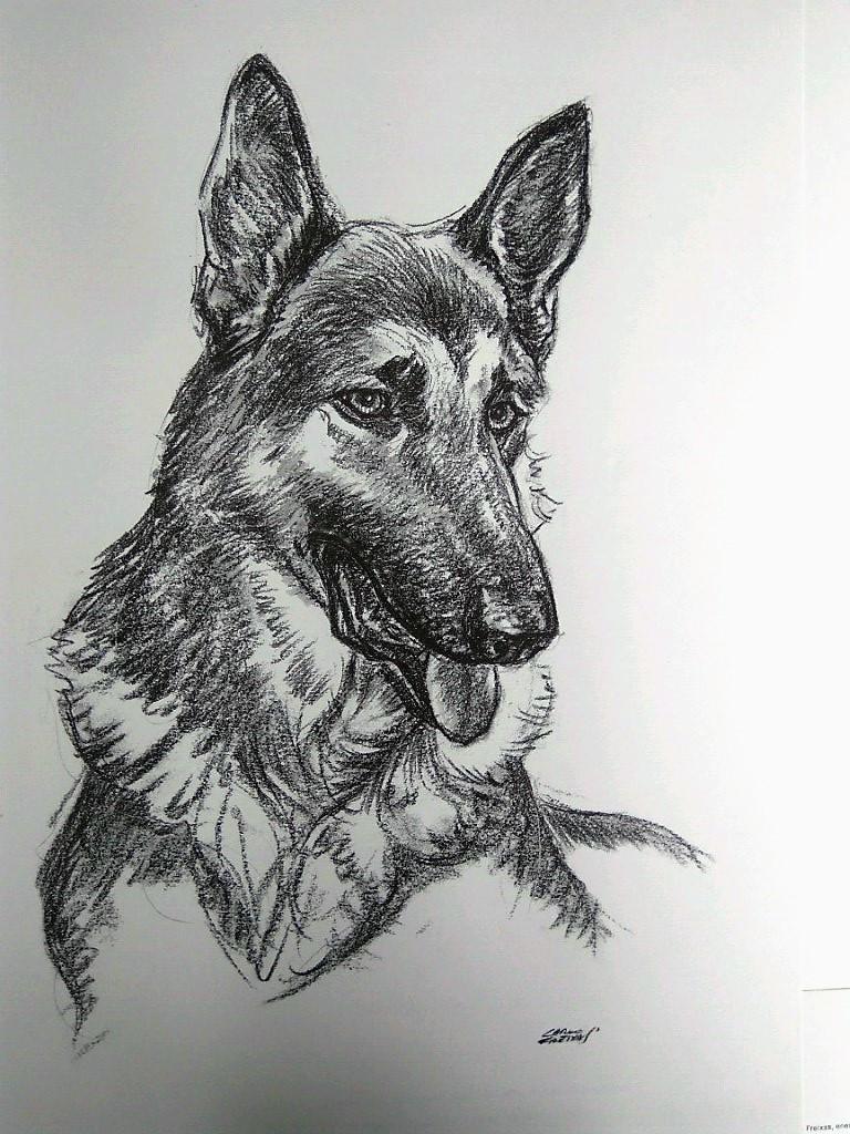 Laminas Carlos Freixas: PERROS 01- PASTOR ALEMAN (Serie estudios 27)