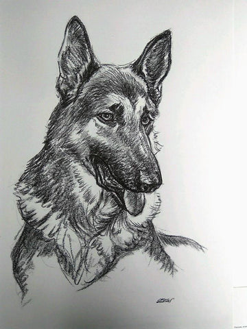 Laminas Carlos Freixas: PERROS 01- PASTOR ALEMAN (Serie estudios 27)