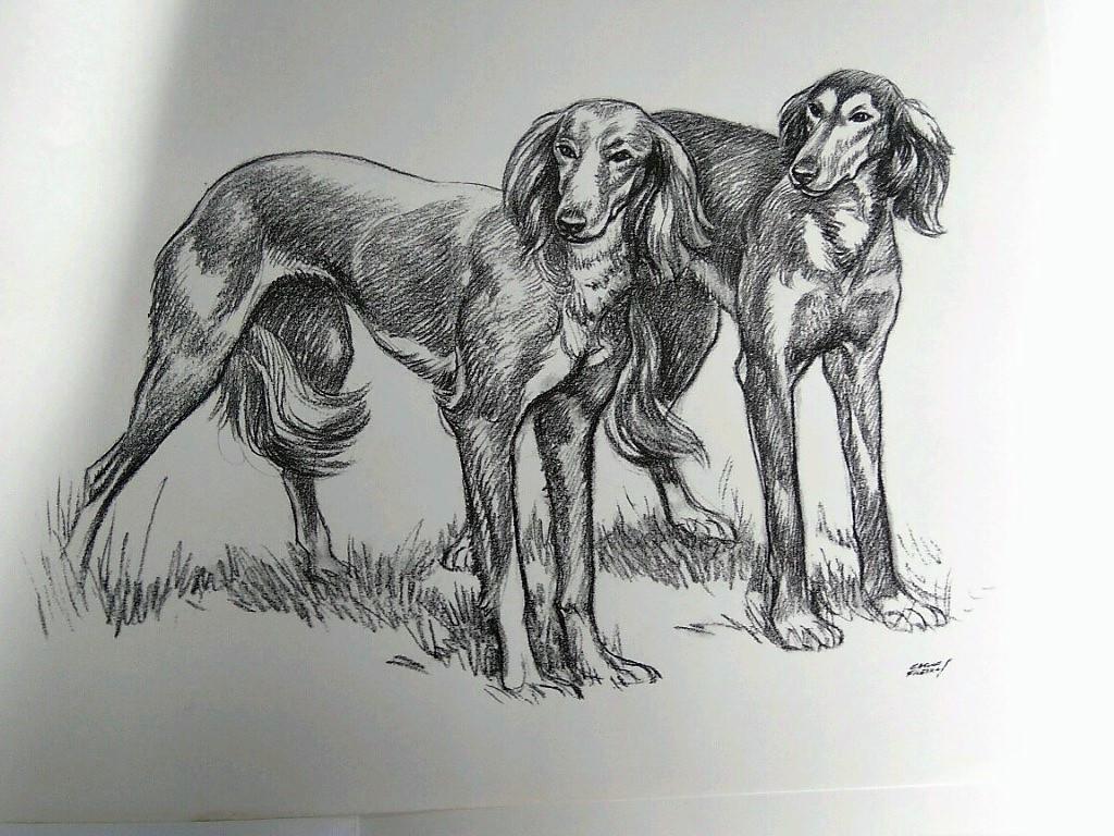 Laminas Carlos Freixas: PERROS 02- SETTER IRLANDES (Serie estudios 27)