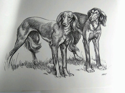 Laminas Carlos Freixas: PERROS 02- SETTER IRLANDES (Serie estudios 27)