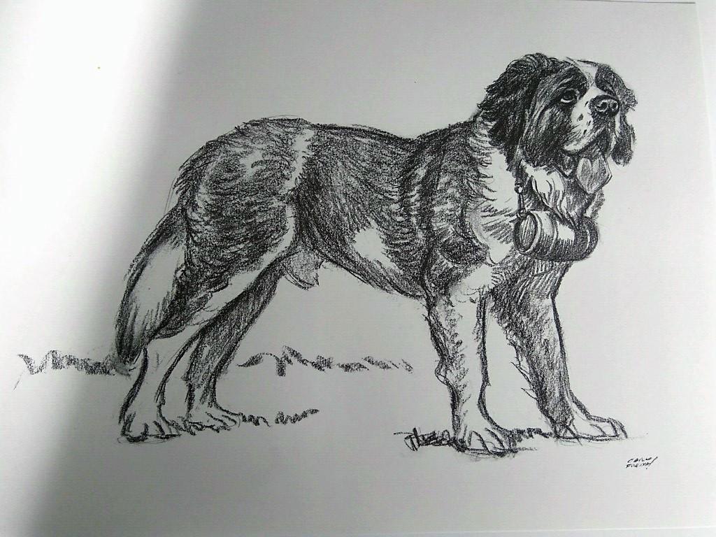 Laminas Carlos Freixas: PERROS 03- SAN BERNARDO (Serie estudios 27)