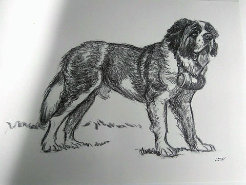 Laminas Carlos Freixas: PERROS 03- SAN BERNARDO (Serie estudios 27)