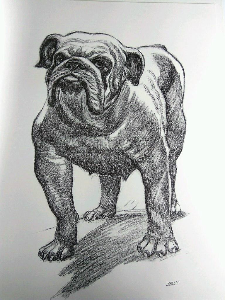 Laminas Carlos Freixas: PERROS 04- BULLDOG INGLES (Serie estudios 27)