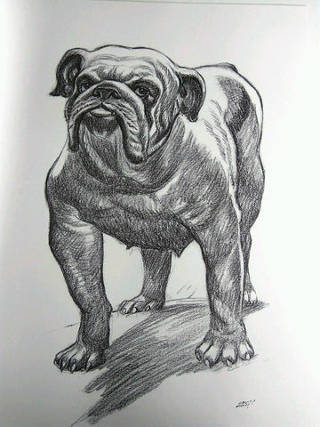 Laminas Carlos Freixas: PERROS 04- BULLDOG INGLES (Serie estudios 27)