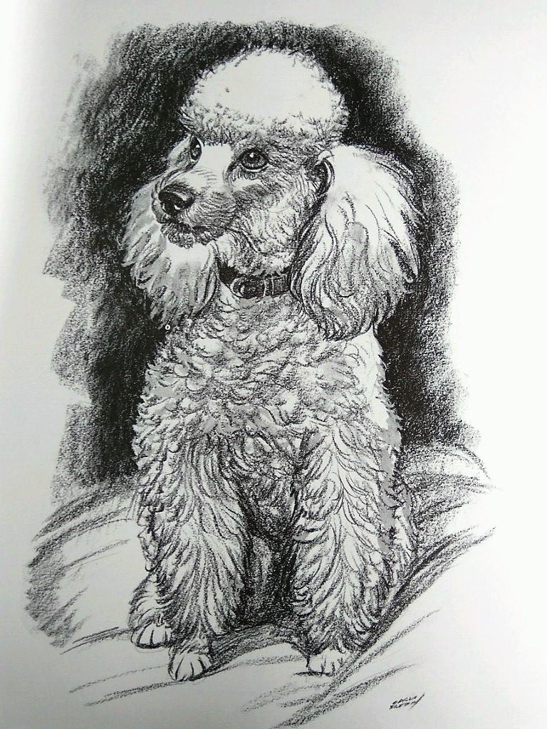 Laminas Carlos Freixas: PERROS 05- CANICHE (Serie estudios 27)