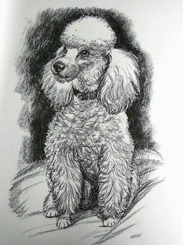 Laminas Carlos Freixas: PERROS 05- CANICHE (Serie estudios 27)