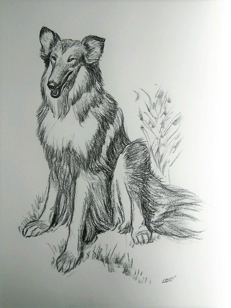 Laminas Carlos Freixas: PERROS 06- COLLIE DE PELO LARGO (Serie estudios 27)