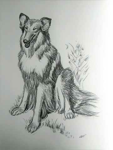 Laminas Carlos Freixas: PERROS 06- COLLIE DE PELO LARGO (Serie estudios 27)