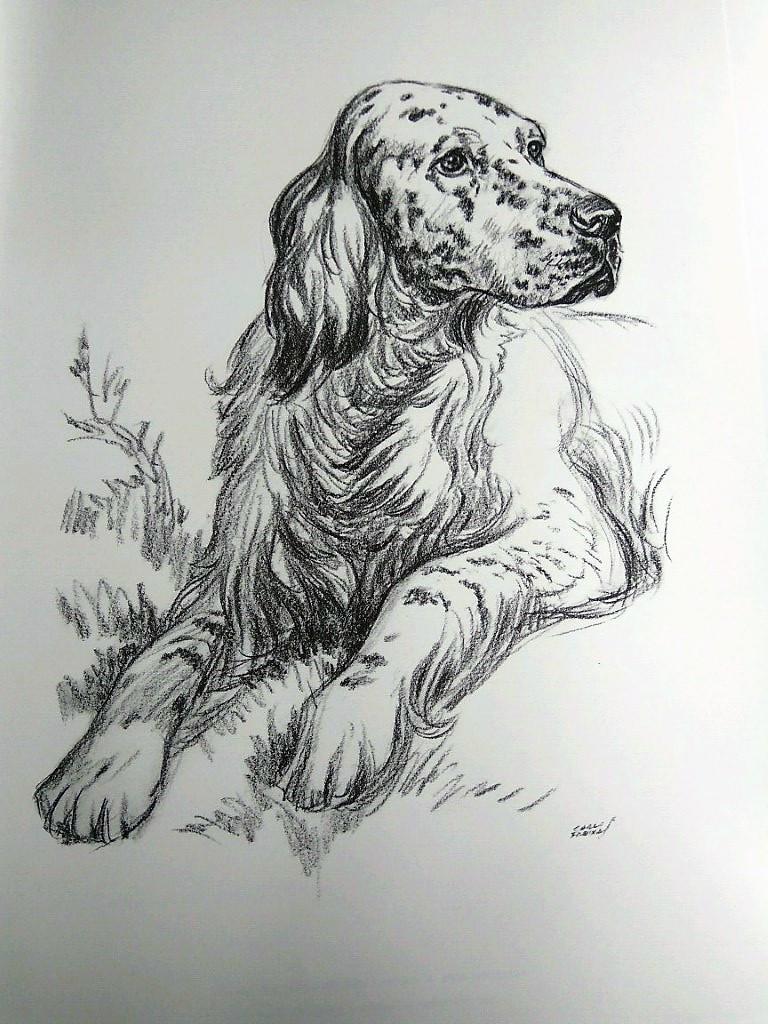 Laminas Carlos Freixas: PERROS 08- COCKER (Serie estudios 27)