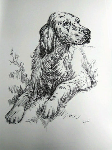 Laminas Carlos Freixas: PERROS 08- COCKER (Serie estudios 27)