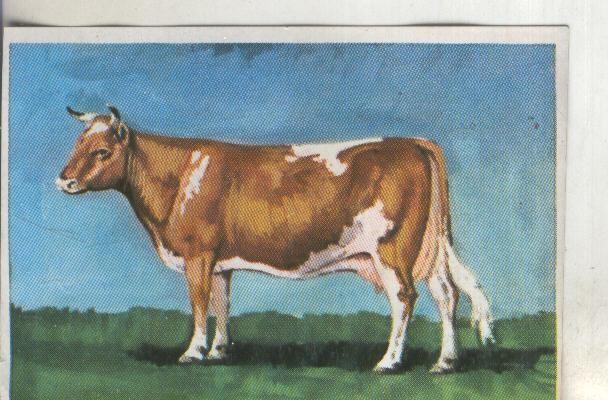 Cromos: Historia Natural numero 320