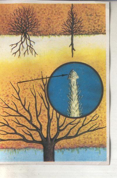 Cromos: Historia Natural numero 380