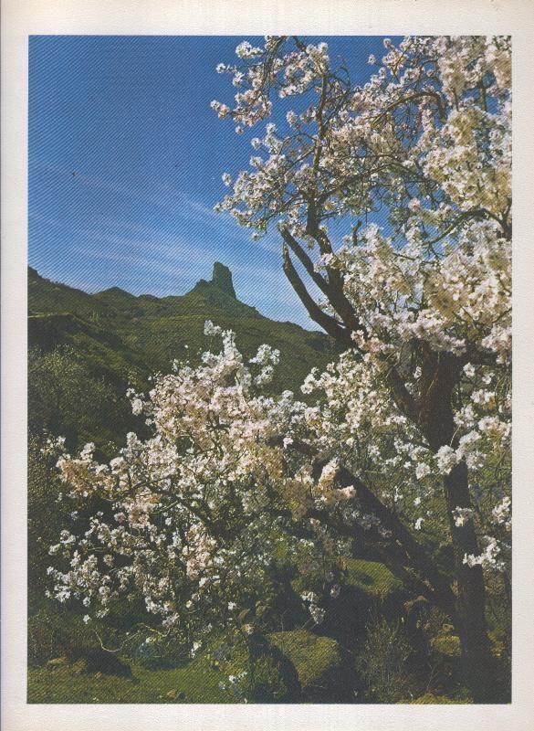 Gran Canaria: Lamina 26: Almendros frente al Roque Bentaiga