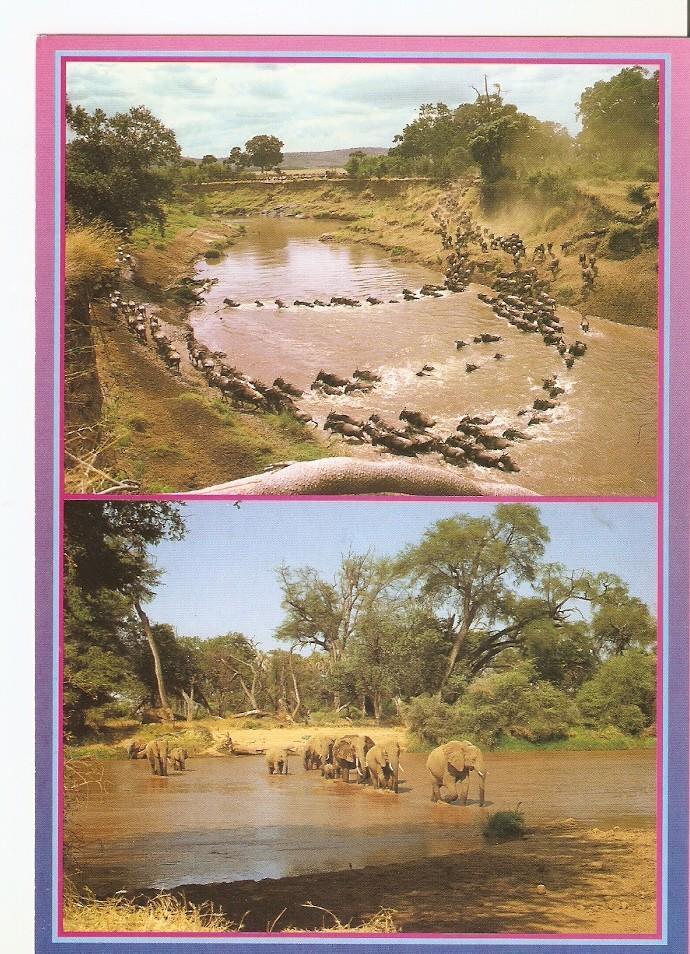 Postal 043740 : African Wildlife - Wilderbeest and Elephant