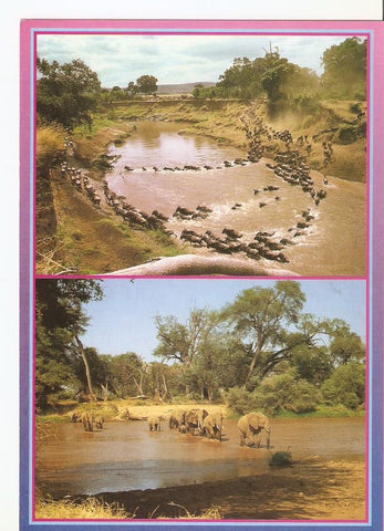 Postal 043740 : African Wildlife - Wilderbeest and Elephant