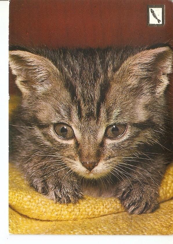 Postal 034977 : Gato