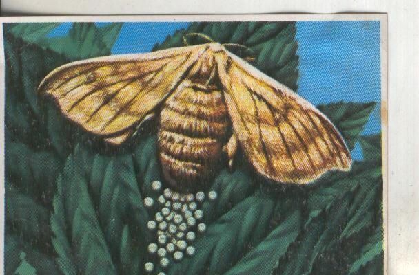 Cromos: Historia Natural numero 272