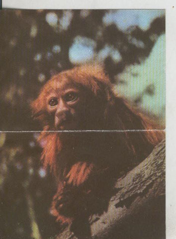 Cromos: La Naturaleza y sus maravillas numero 049/050