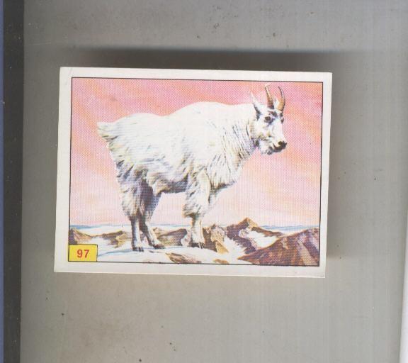 Cromo  Mamiferos de Panini numero 097
